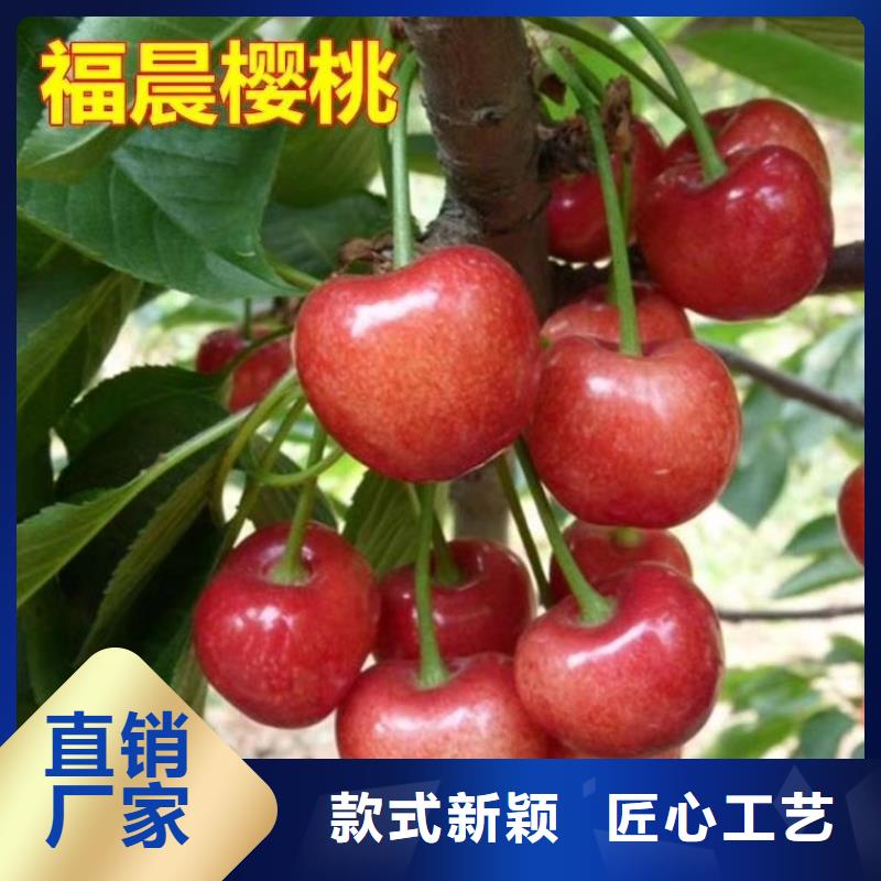 【樱桃】奶油草莓实力雄厚品质保障