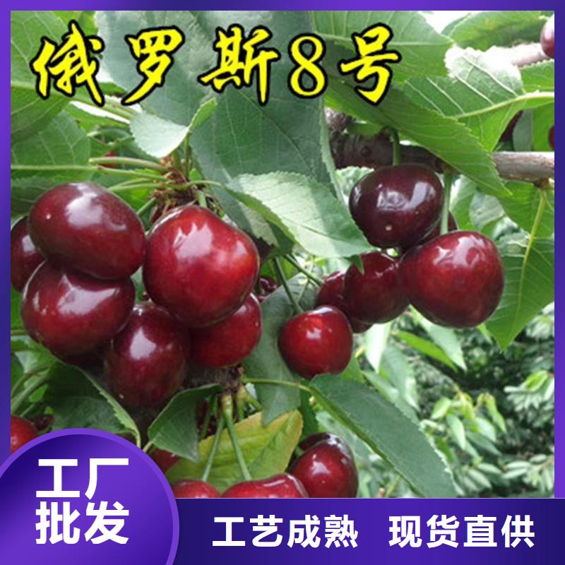 樱桃樱桃苗严格把关质量放心