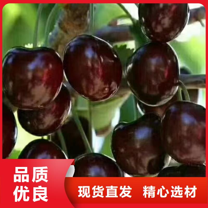 【 樱桃苹果苗质量看得见】轩园玛瑙红石榴苗