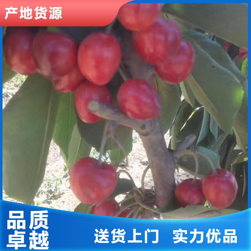 樱桃_桃树苗设计制造销售服务一体