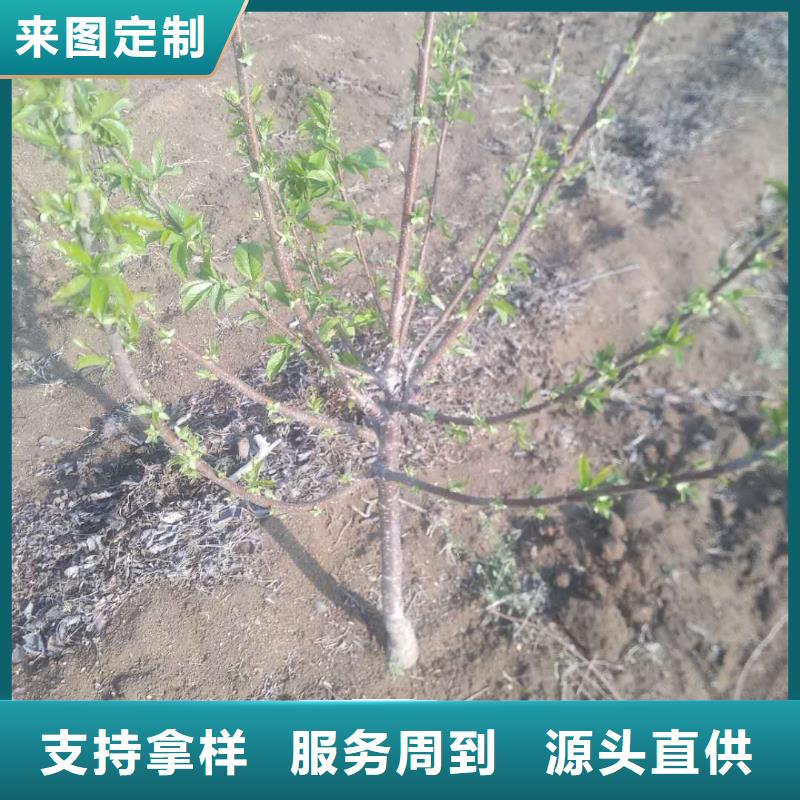 【樱桃】蓝莓苗选择我们没错