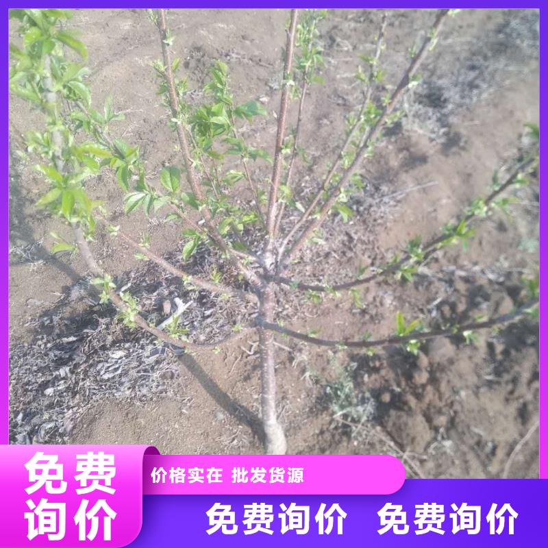 樱桃蓝莓苗价格合理