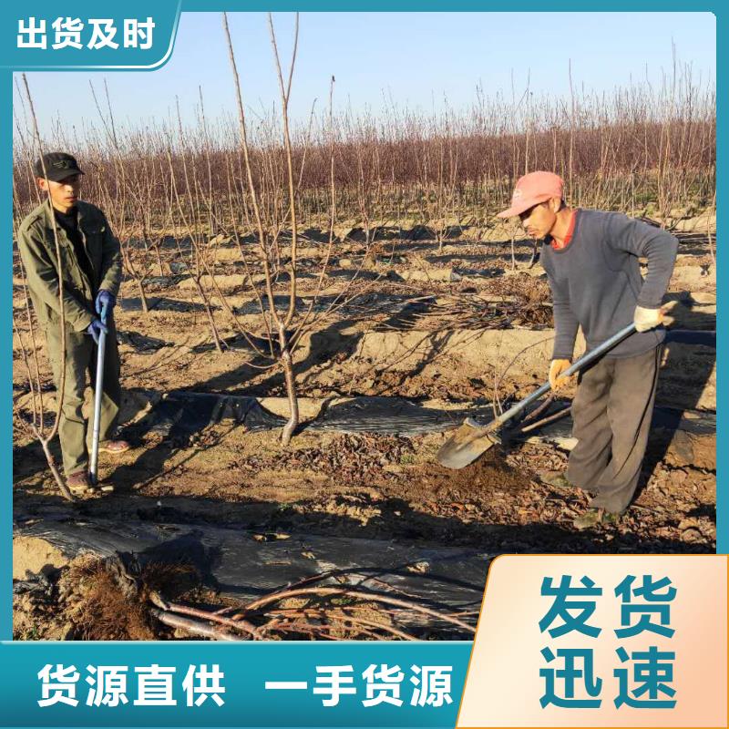 樱桃奶油草莓质量好