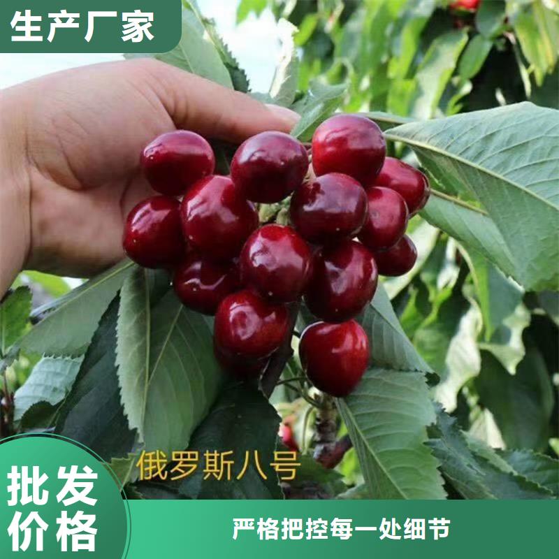 【樱桃】杏树苗正规厂家