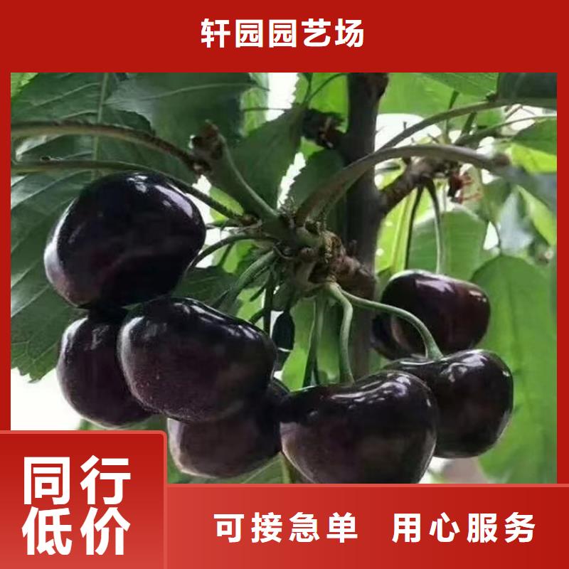 樱桃苹果苗支持批发零售