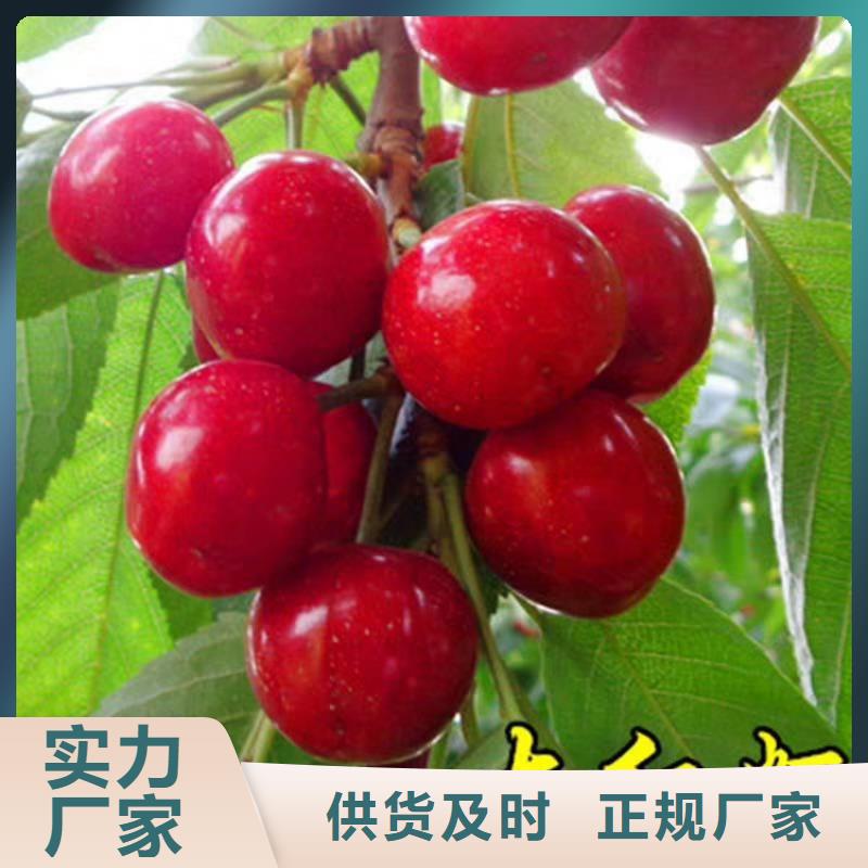 樱桃【樱桃苗】优良材质轩园玛瑙红石榴苗