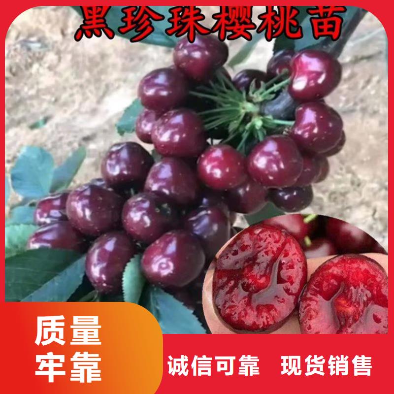【 樱桃苹果苗质量看得见】轩园玛瑙红石榴苗