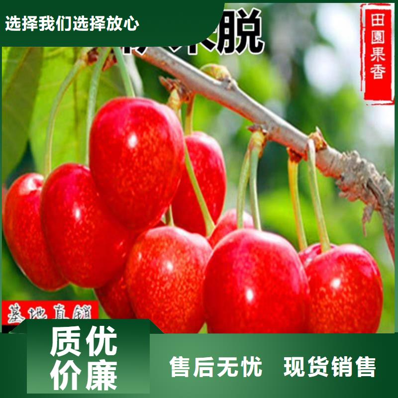 樱桃_樱桃苗畅销本地