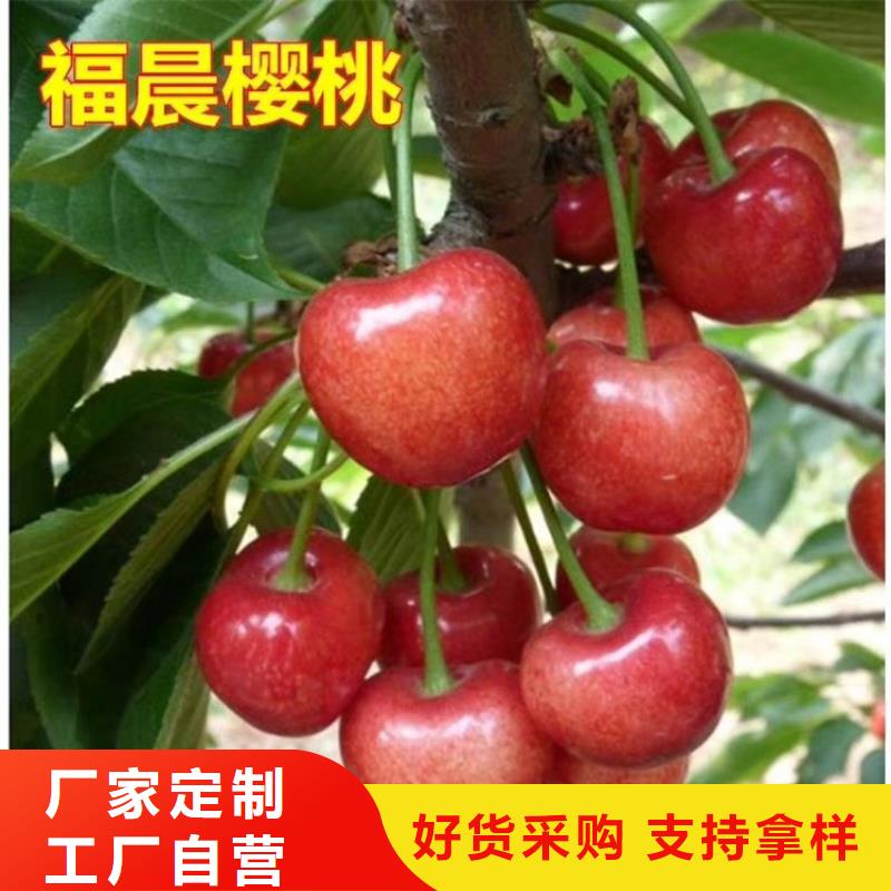 【樱桃】无花果苗好厂家有担当