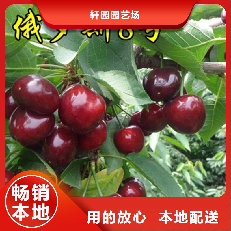 【 樱桃苹果苗质量看得见】轩园玛瑙红石榴苗