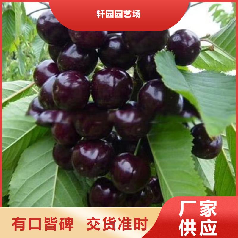 樱桃【樱桃苗】优良材质轩园玛瑙红石榴苗