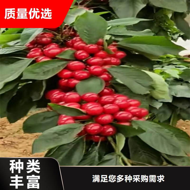 樱桃-石榴树低价货源