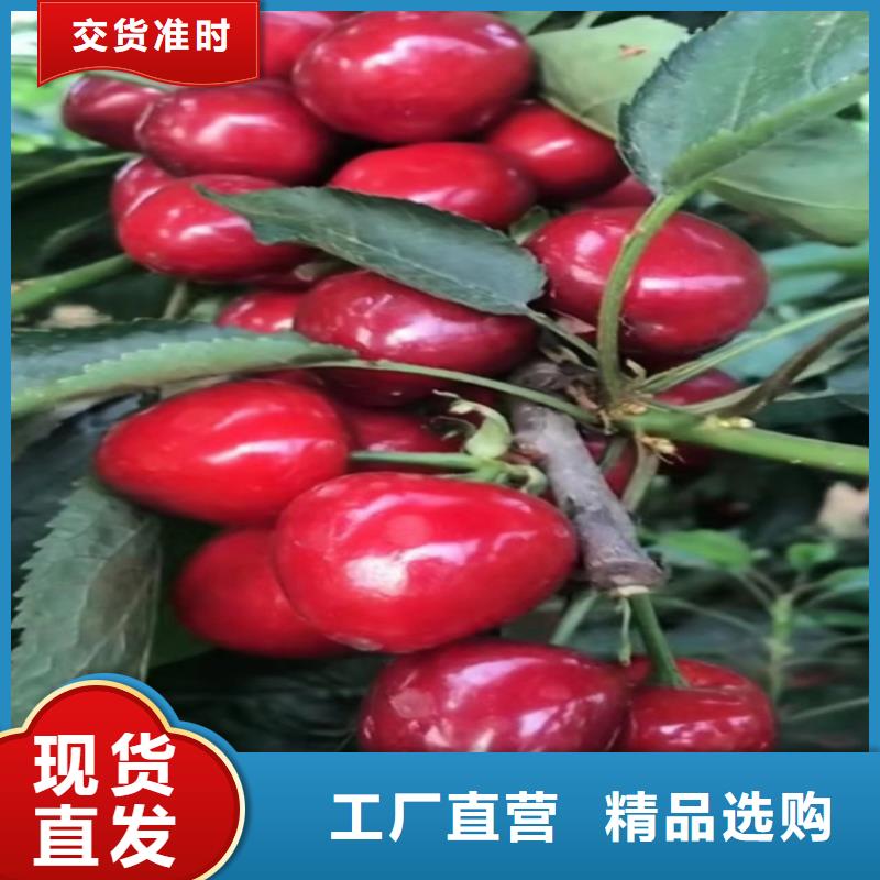 樱桃【蓝莓苗】精品优选