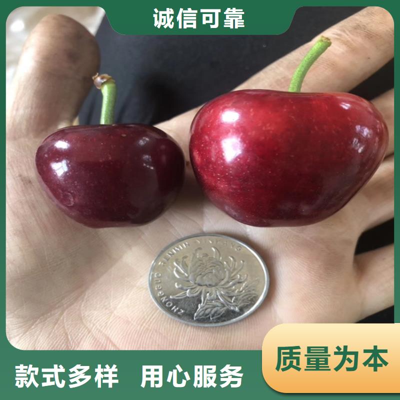 樱桃石榴苗库存丰富