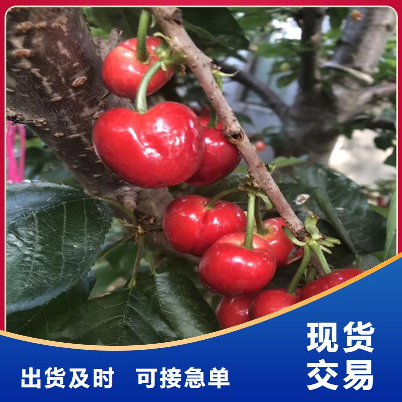 樱桃-【樱桃苗】出厂价