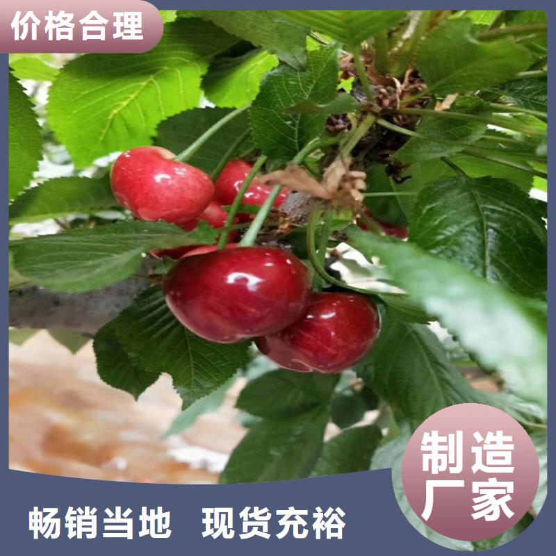 樱桃-【樱桃苗】出厂价