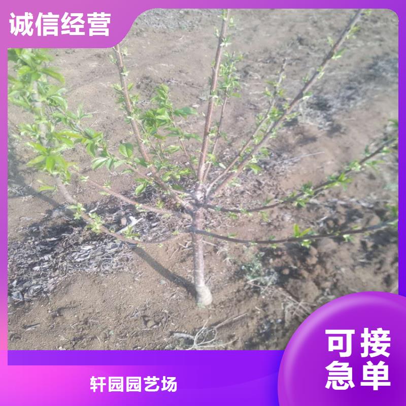 樱桃樱桃苗就近发货