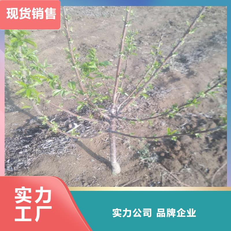 【樱桃】【蓝莓苗】专心专注专业