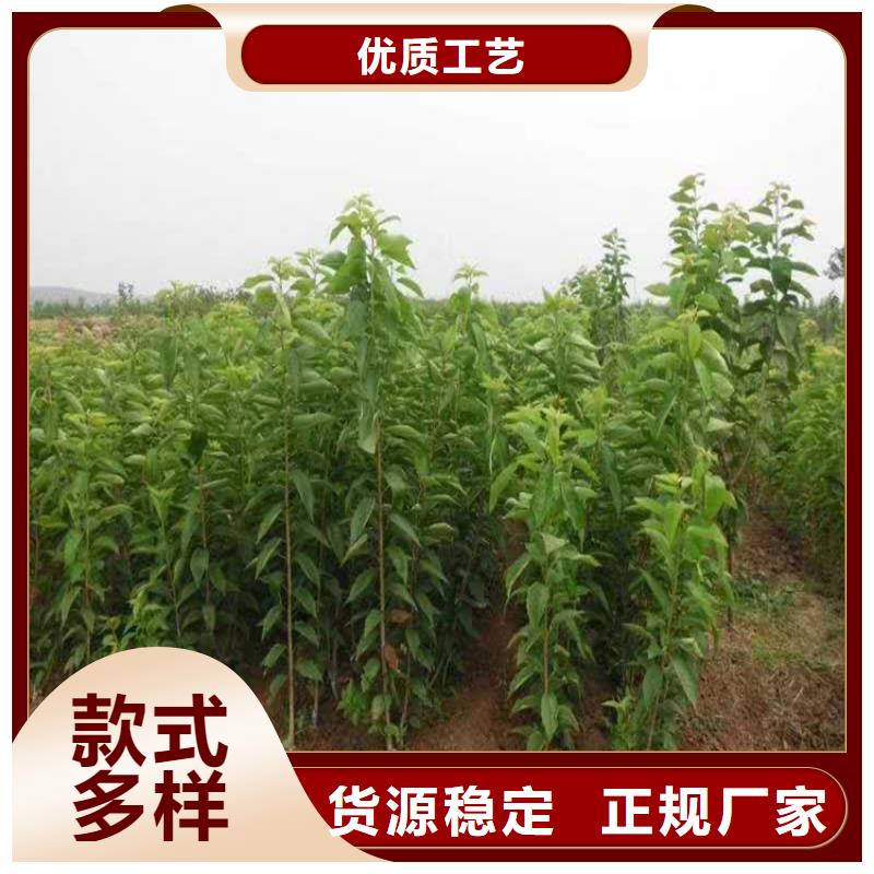 樱桃苹果苗厂家现货批发