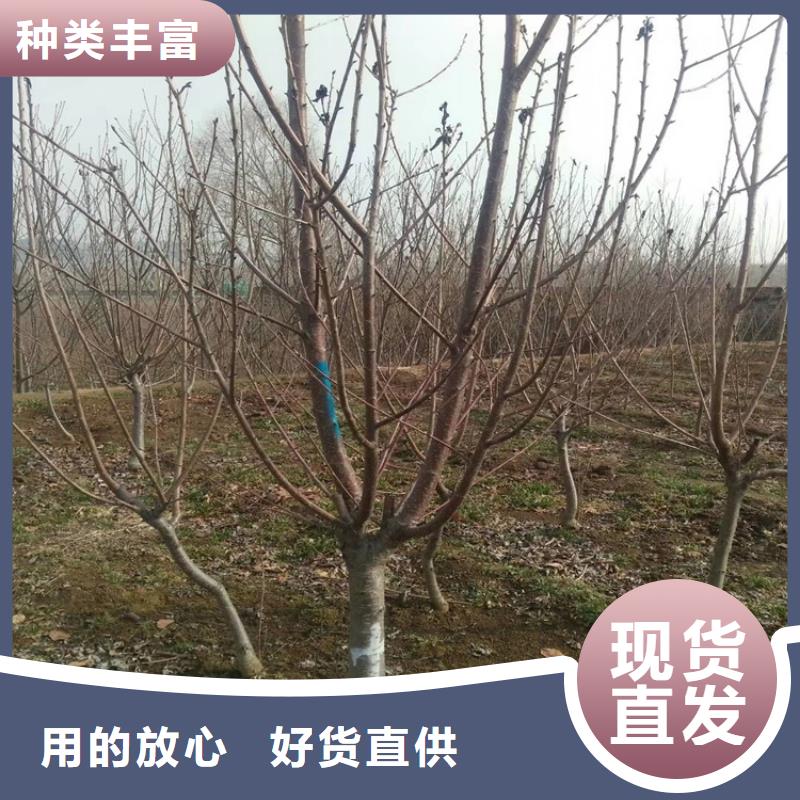 樱桃桃树苗厂家自营
