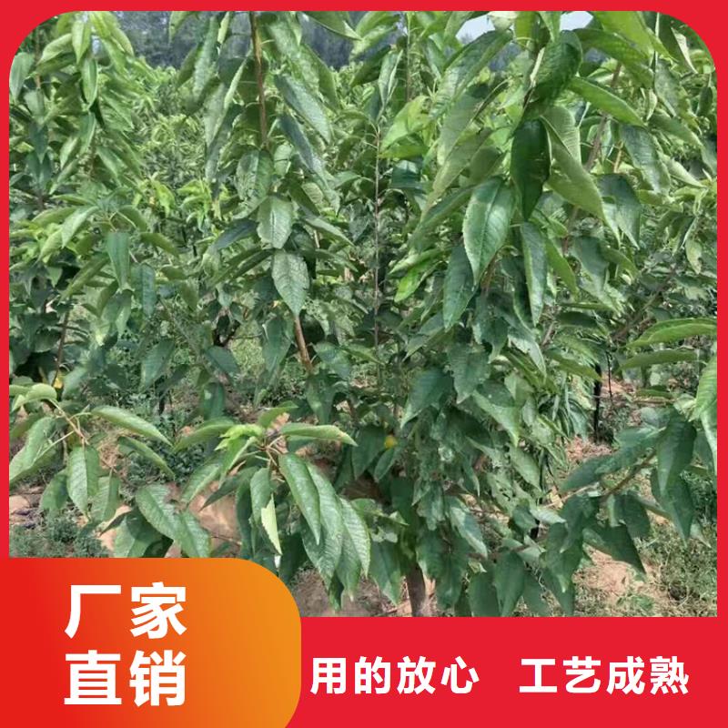 【樱桃】蓝莓苗选择我们没错