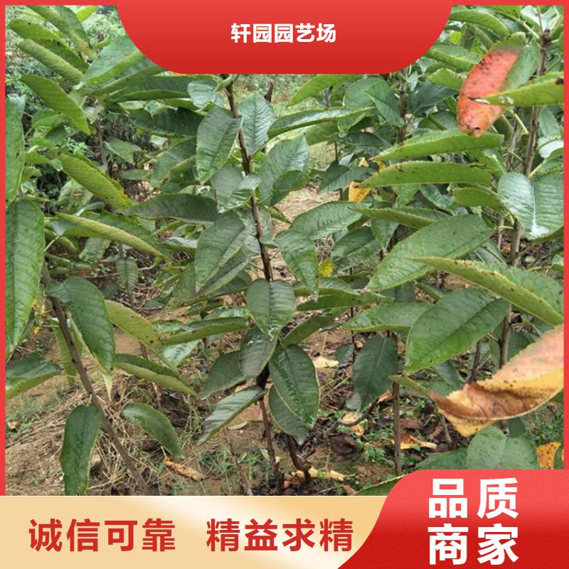 【樱桃】奶油草莓实力雄厚品质保障