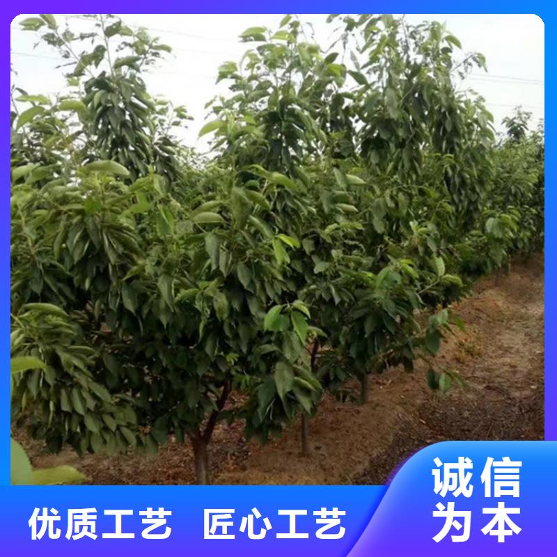 樱桃苹果苗支持批发零售