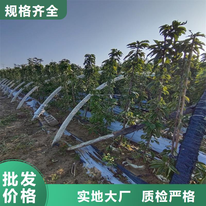 【 樱桃苹果苗质量看得见】轩园玛瑙红石榴苗
