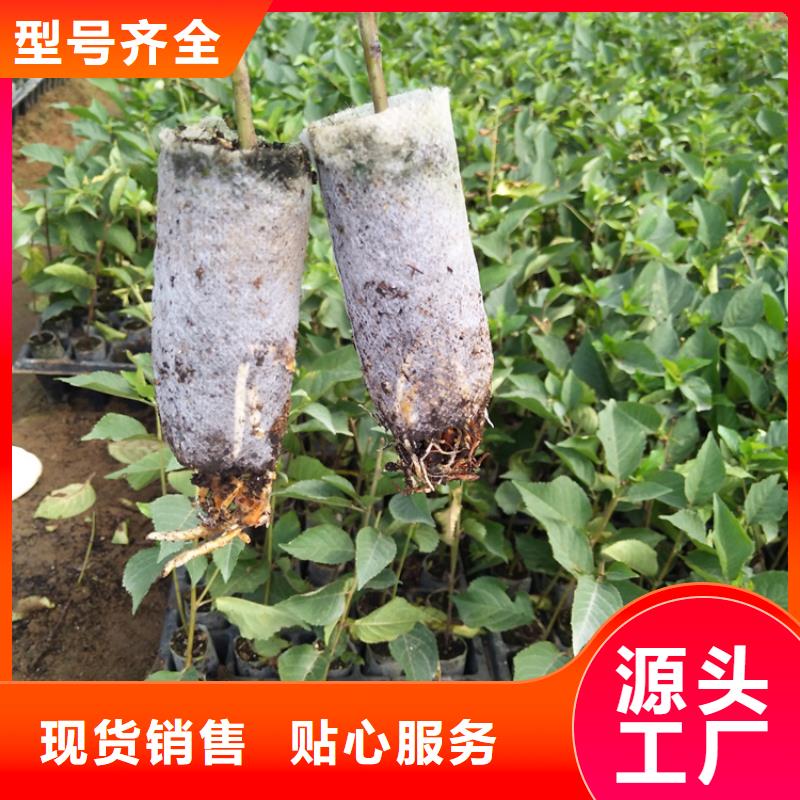 【樱桃】蓝莓苗选择我们没错
