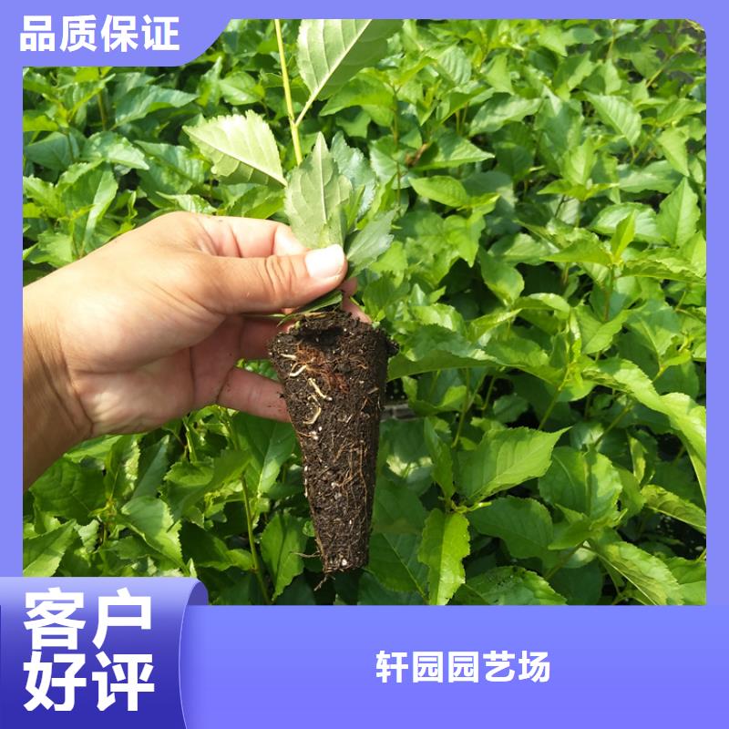 【樱桃】无花果苗好厂家有担当