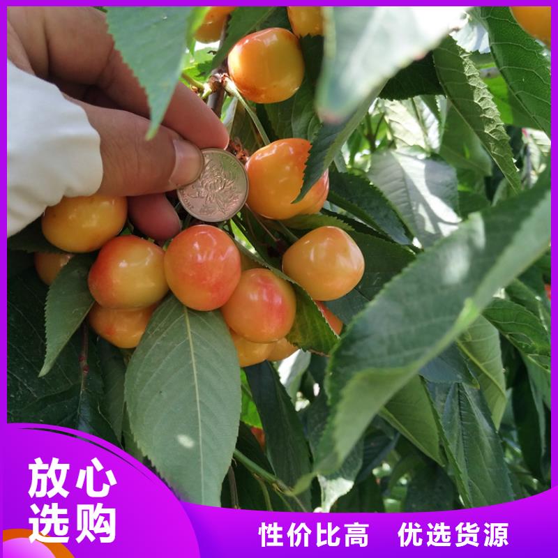 【樱桃,苹果苗细节严格凸显品质】