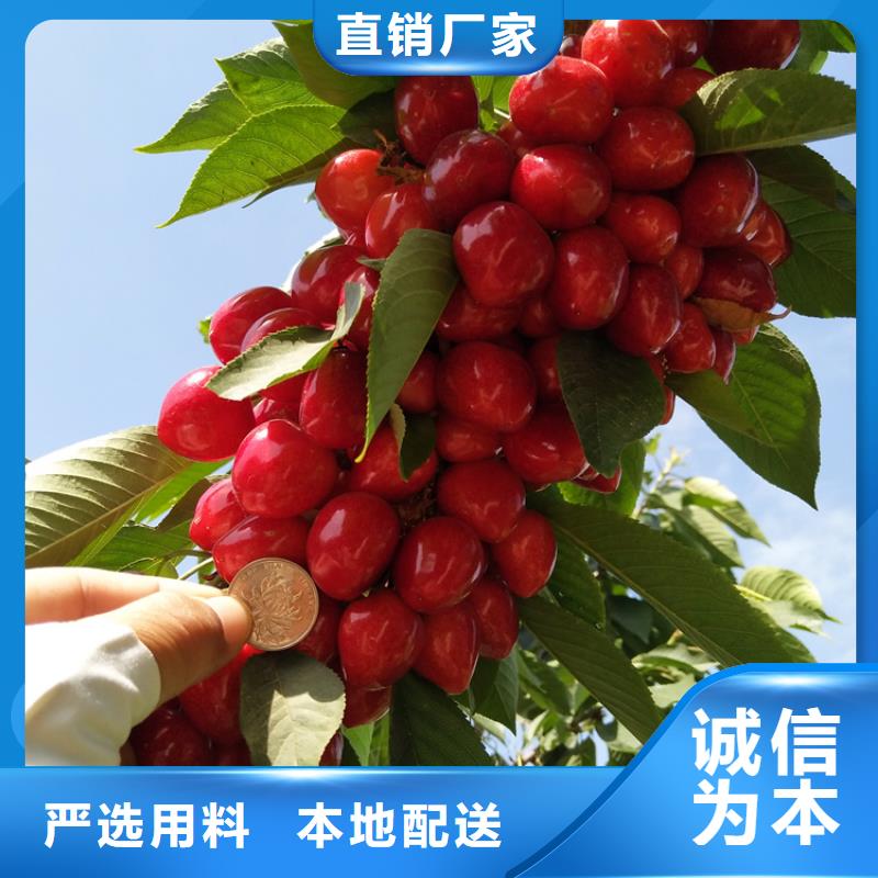 樱桃板栗苗专注产品质量与服务