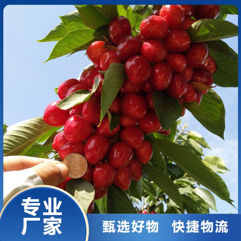 【樱桃,苹果苗细节严格凸显品质】