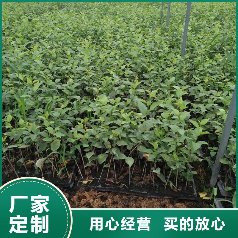 樱桃桃树苗厂家自营