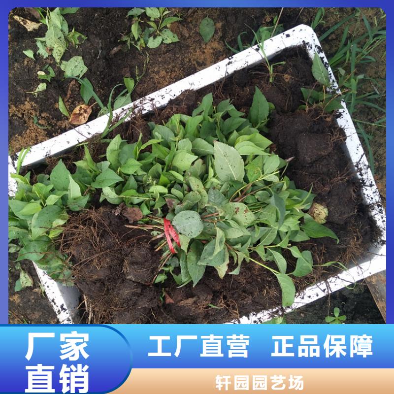 【樱桃】奶油草莓实力雄厚品质保障