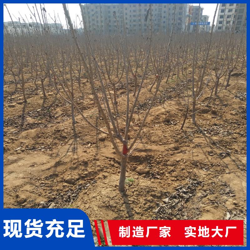 樱桃-【樱桃苗】出厂价