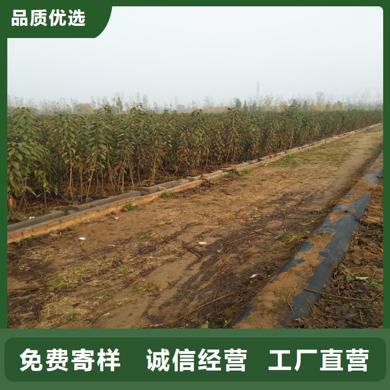 樱桃_桃树苗设计制造销售服务一体