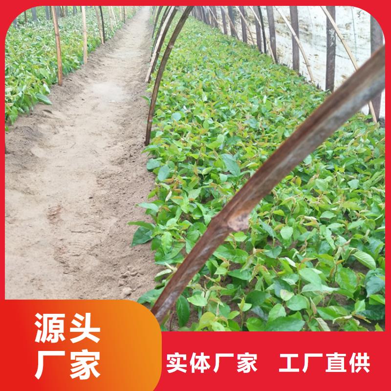 樱桃桃树苗厂家自营