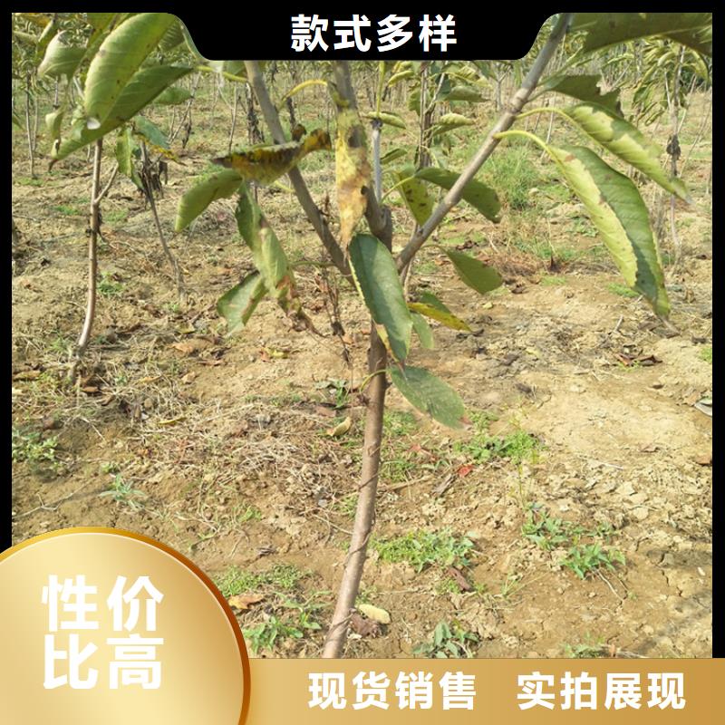 樱桃【樱桃苗】优良材质轩园玛瑙红石榴苗