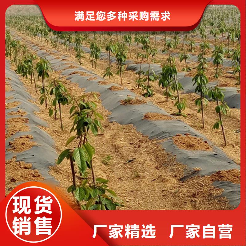 樱桃【樱桃苗】优良材质轩园玛瑙红石榴苗