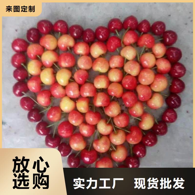 樱桃【蓝莓苗】精品优选