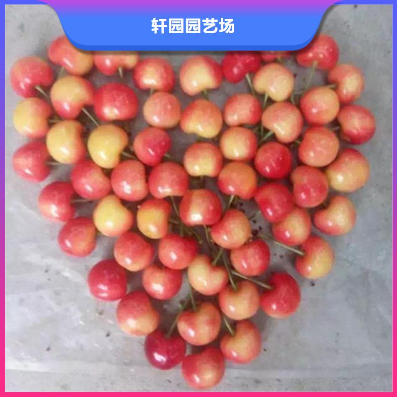 樱桃-石榴树低价货源