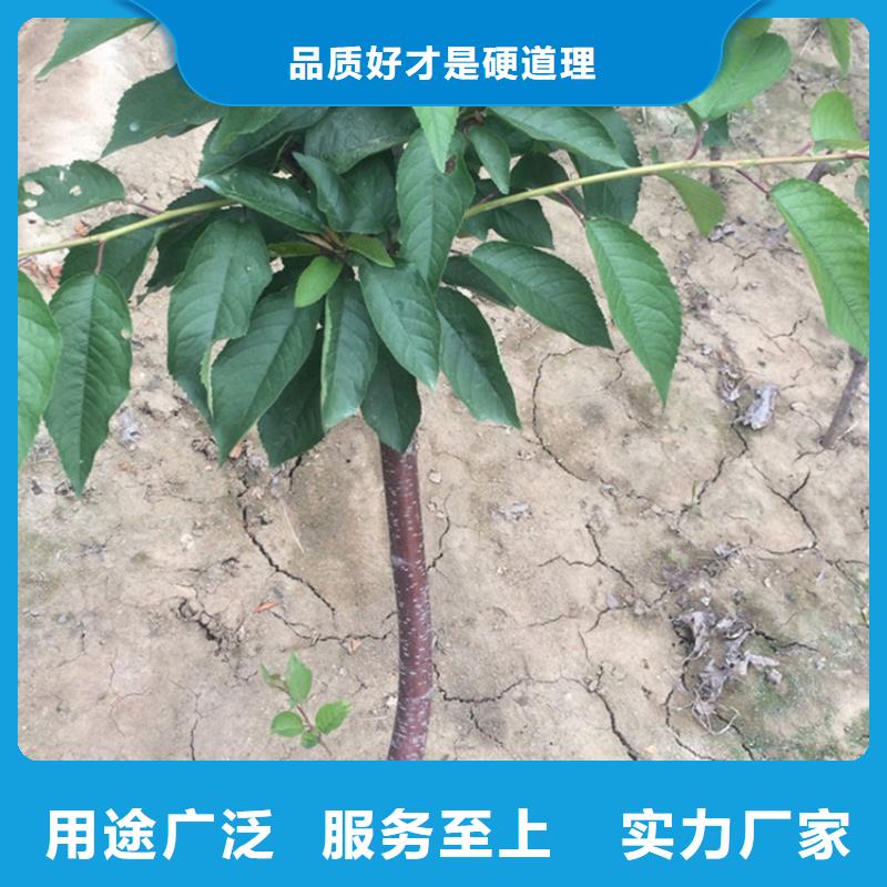 樱桃苹果苗支持批发零售