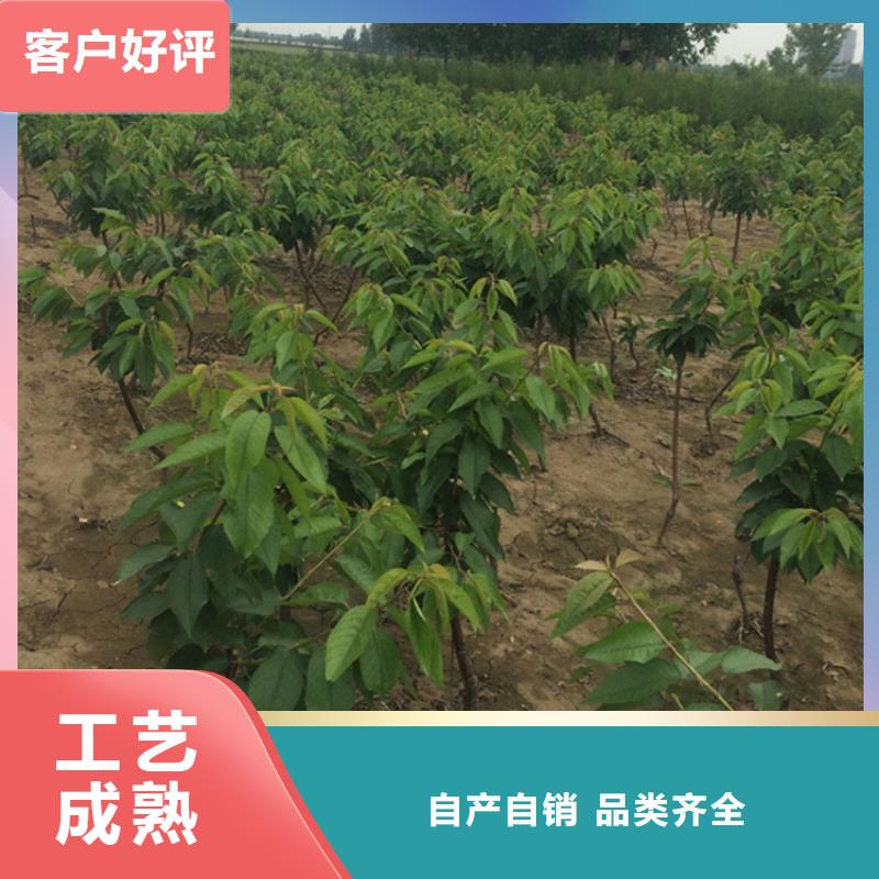 【 樱桃苹果苗质量看得见】轩园玛瑙红石榴苗