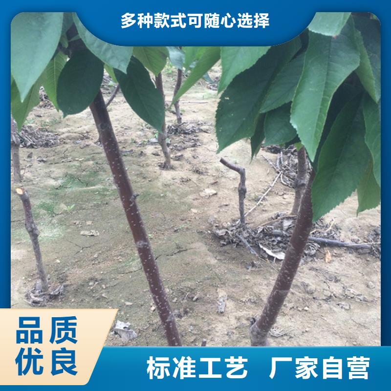 樱桃苹果苗支持批发零售