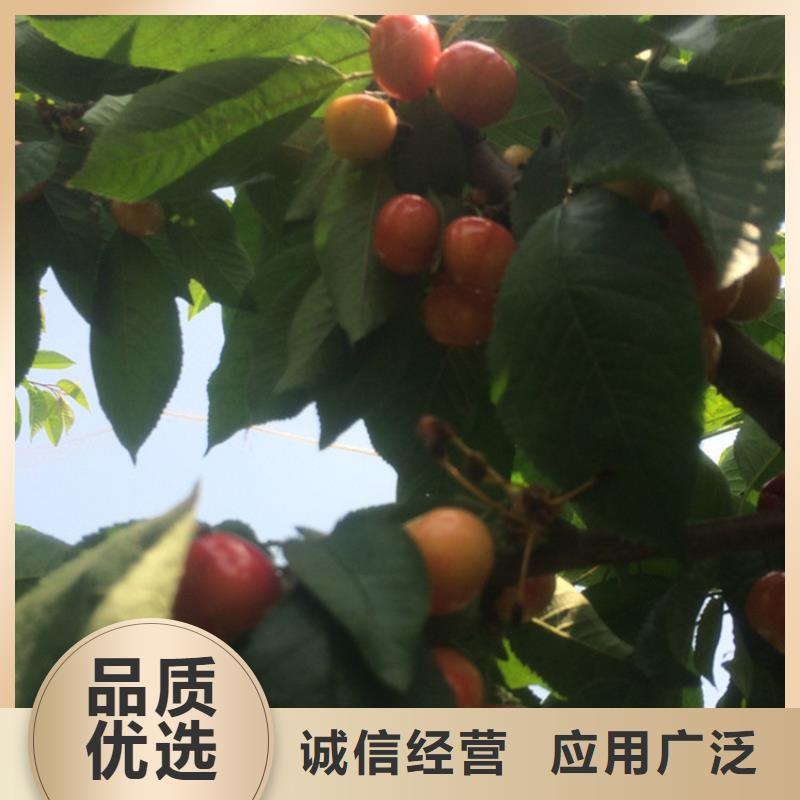 樱桃樱桃苗严格把关质量放心