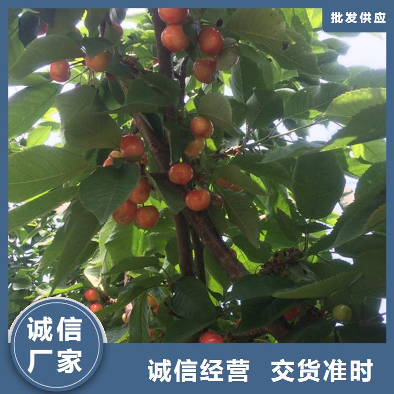 樱桃-石榴树低价货源