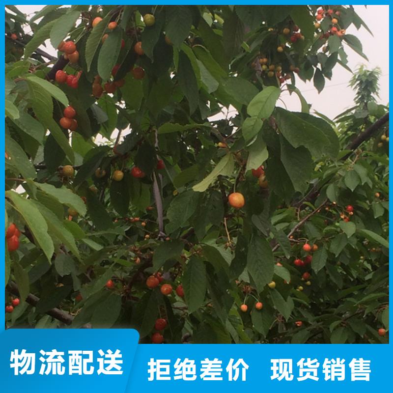 樱桃奶油草莓质量好