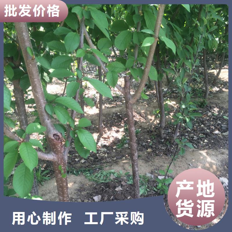 樱桃【蓝莓苗】精品优选