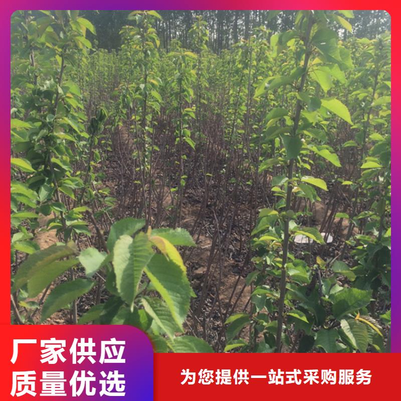 樱桃蓝莓苗价格合理